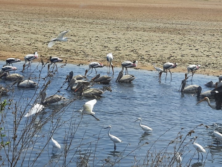 Birds