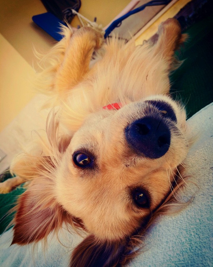 Mel Sisi, Dog