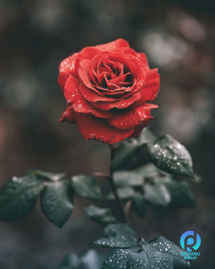 Red rose