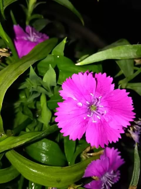 night smile
