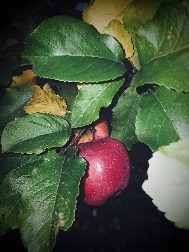 autumn