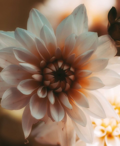 plant, spring Hintergrundbilder
