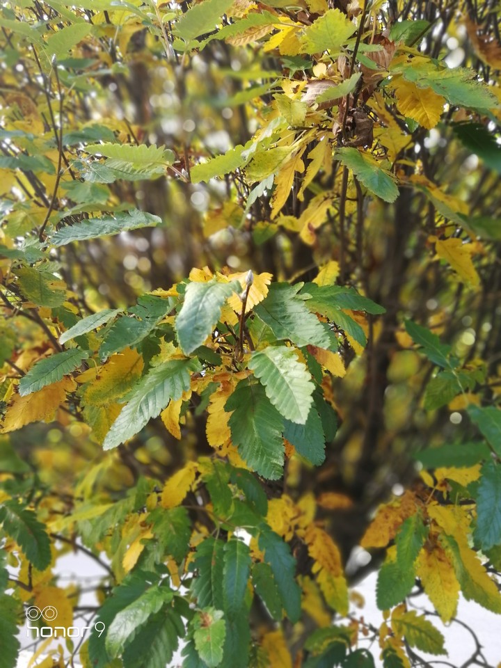 Autumn Leaves