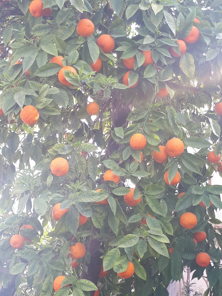 #Turkey#orange#portakal#summer