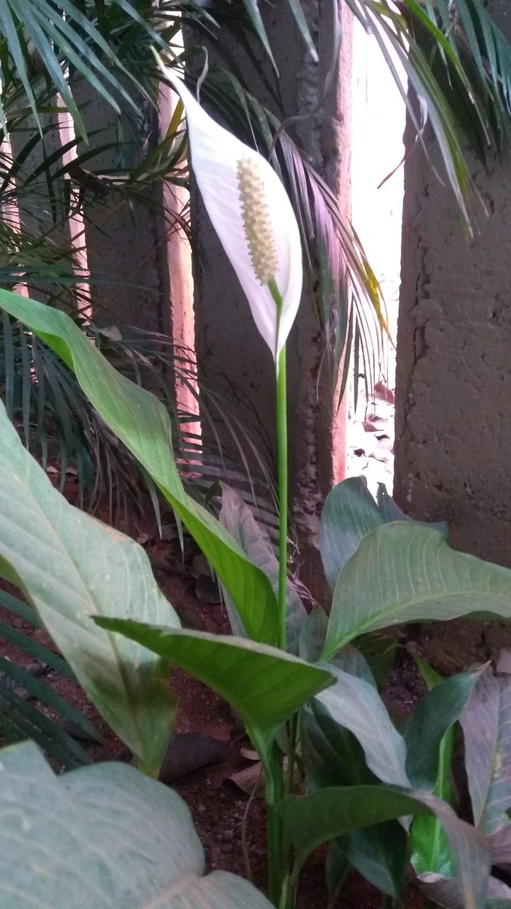 Flores do Brasil