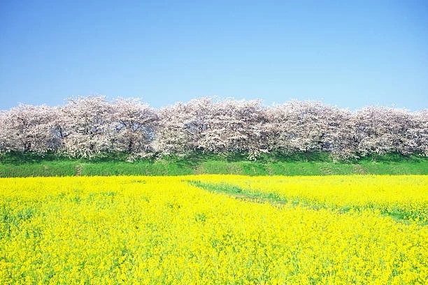 cherry blossoms & rapeseed blossoms