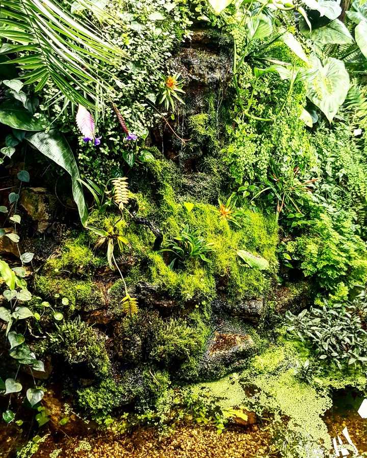 Jungle