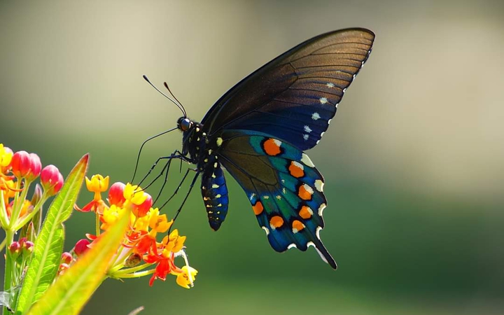 Butterfly Black Beauty