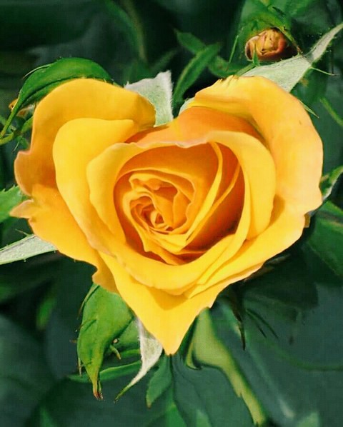 Heart rose❤