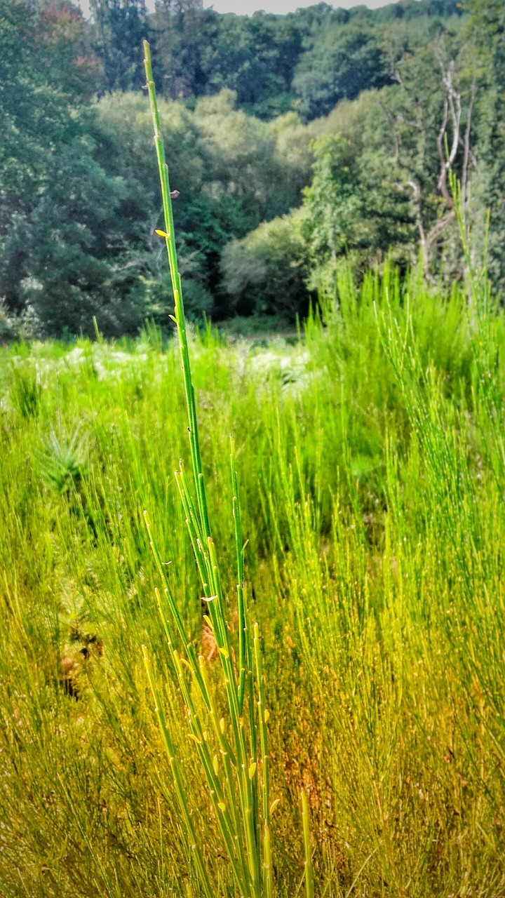 Plantes