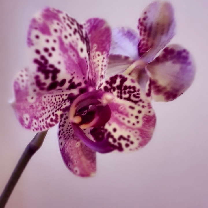 orchidea