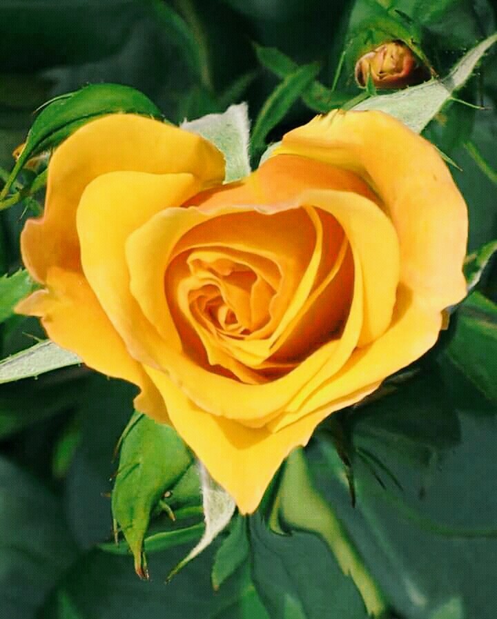 Heart rose❤