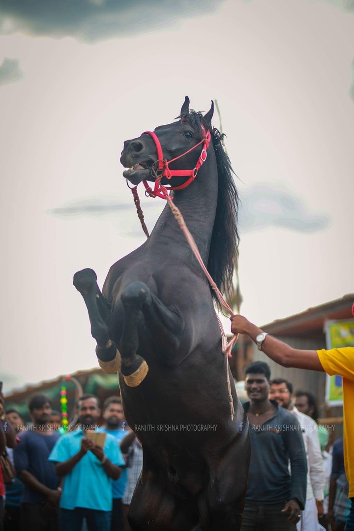 horse