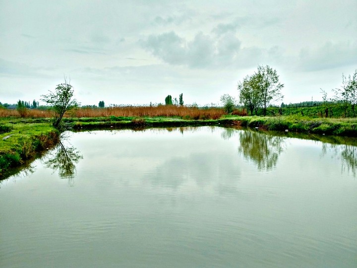 Пруд / Pond