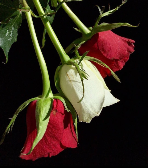 plant, pink वॉलपेपर