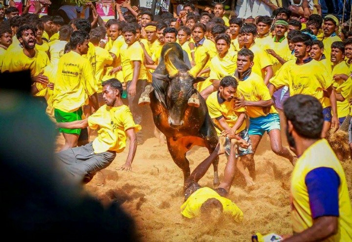 jallikattu