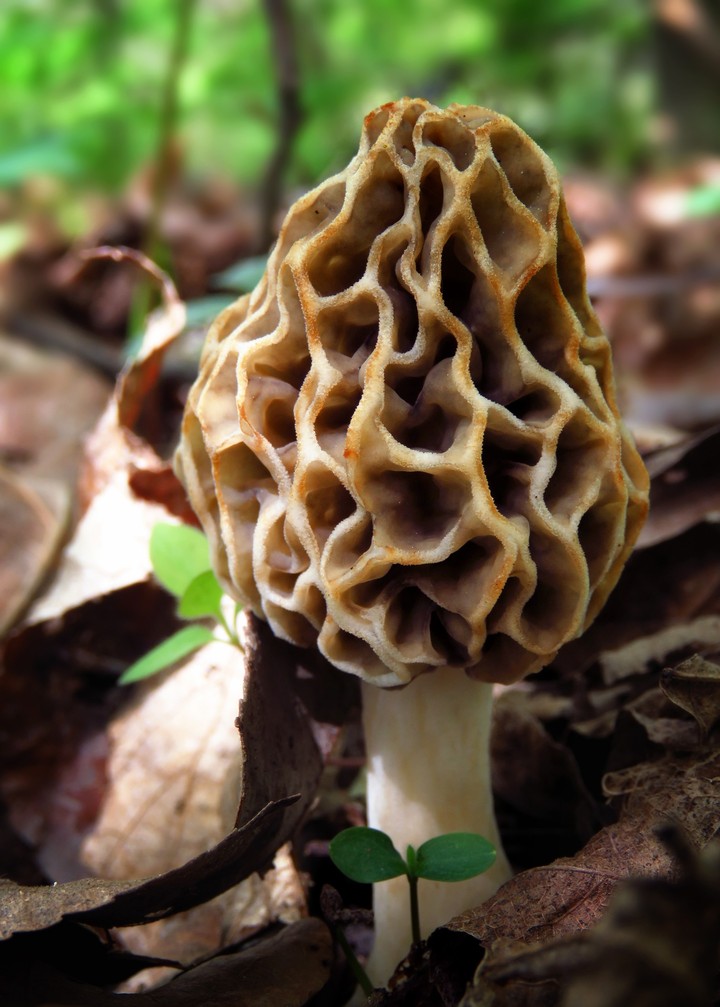 Mushrooms