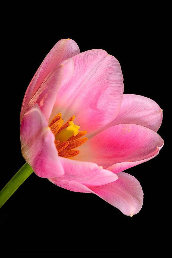 pink flower