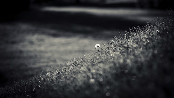dandelion