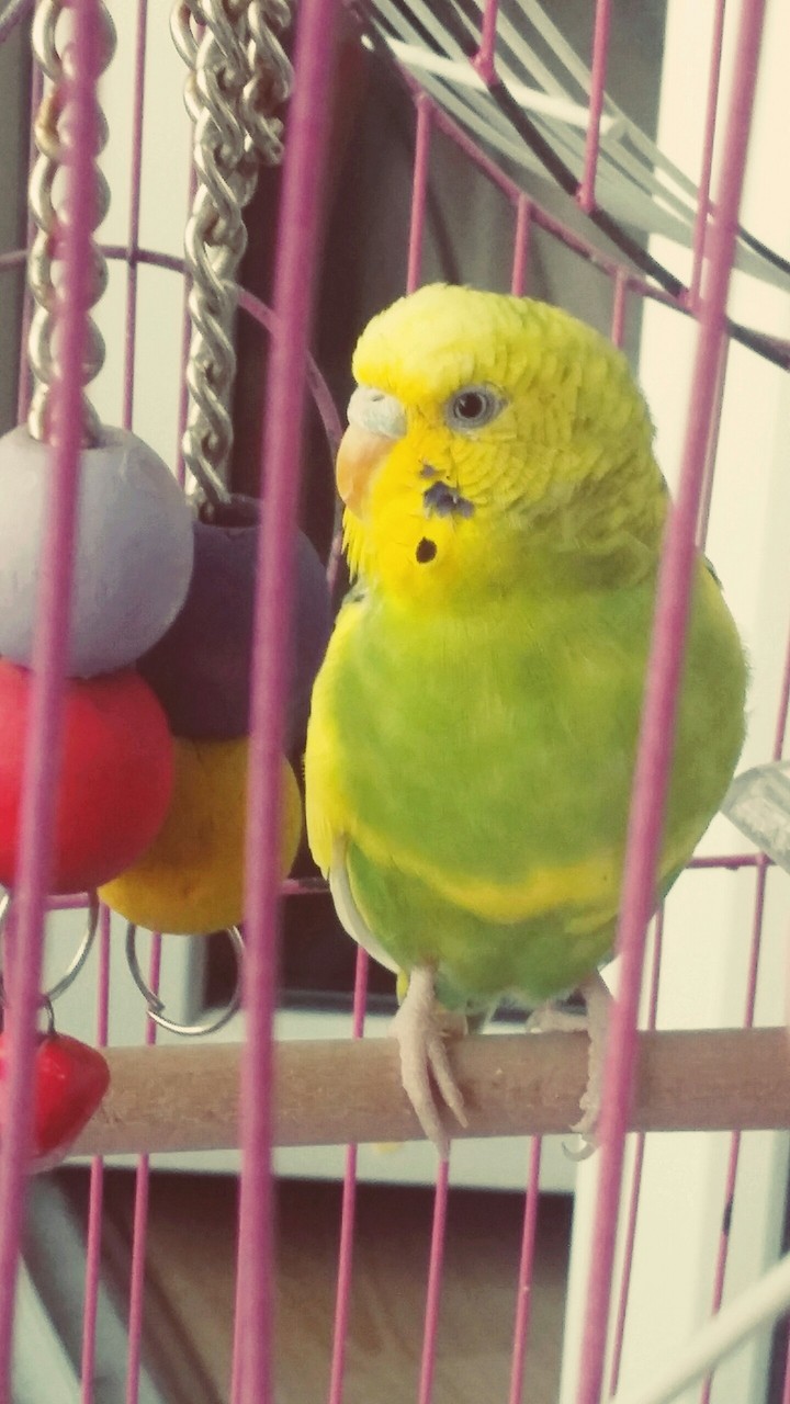 budgie
