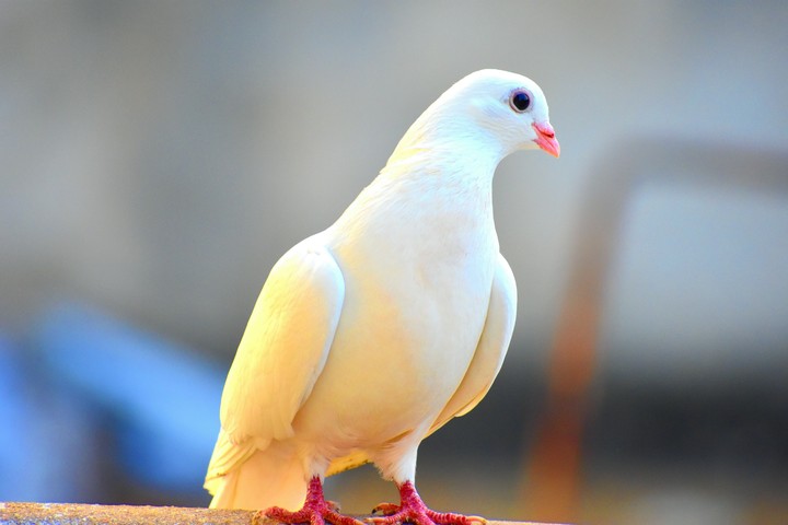 pigoan