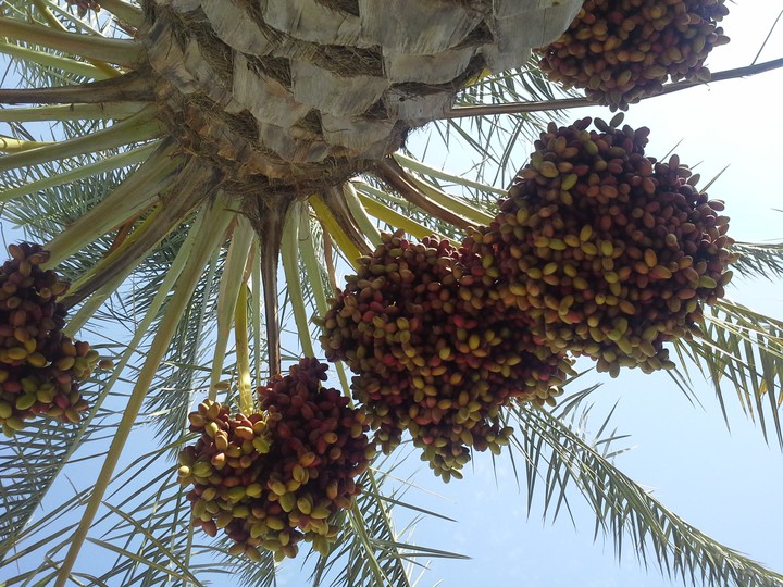 dashtestan.dalaki