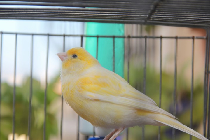 canary