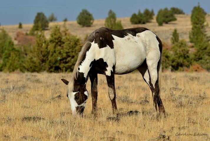 All the Pretty Horses