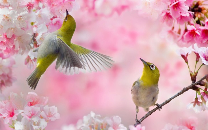 birts