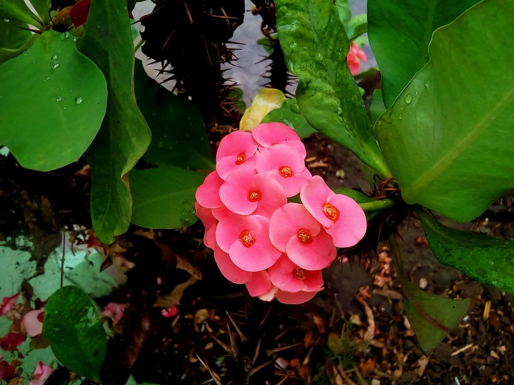 nature's beauty