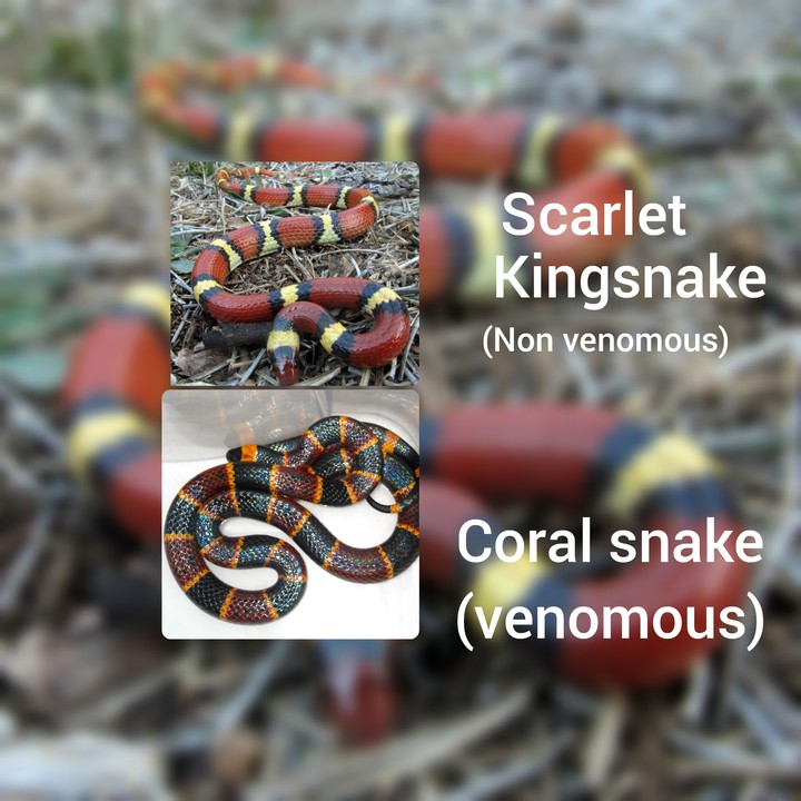 scarlet kingsnake & coral snake