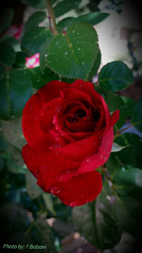 red