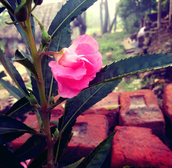 my garden