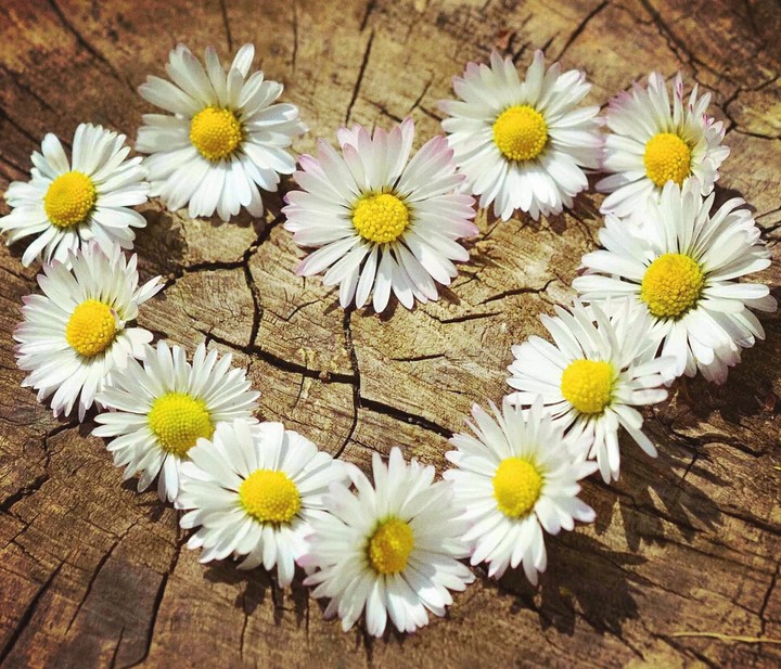 love ??