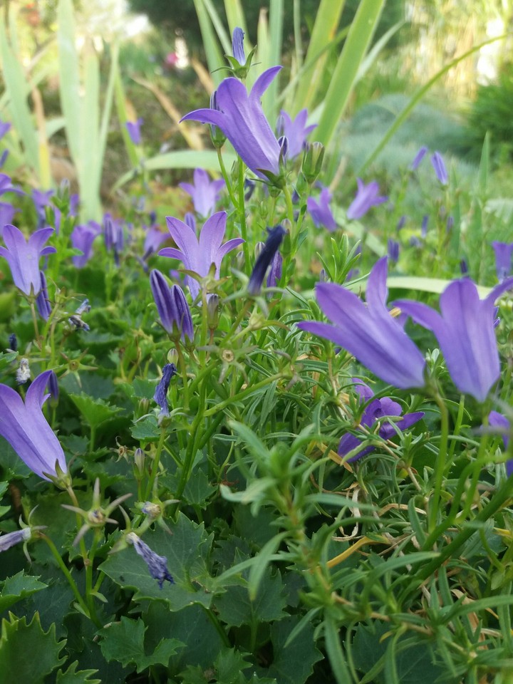 Beautiful violet florets