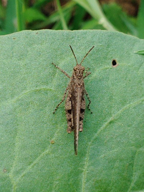 arthropod, parasite Hintergrundbilder