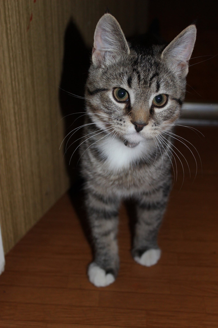 Kitten