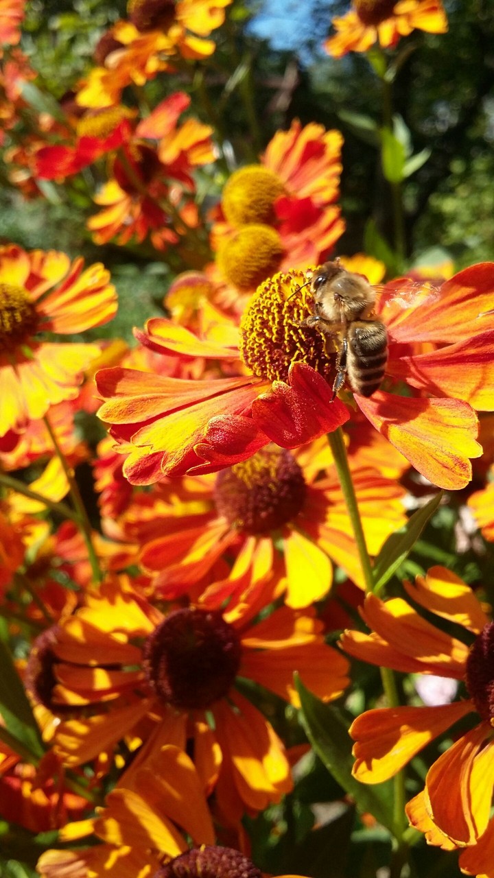Bee on flower