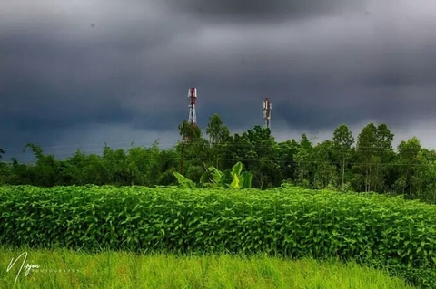 green field