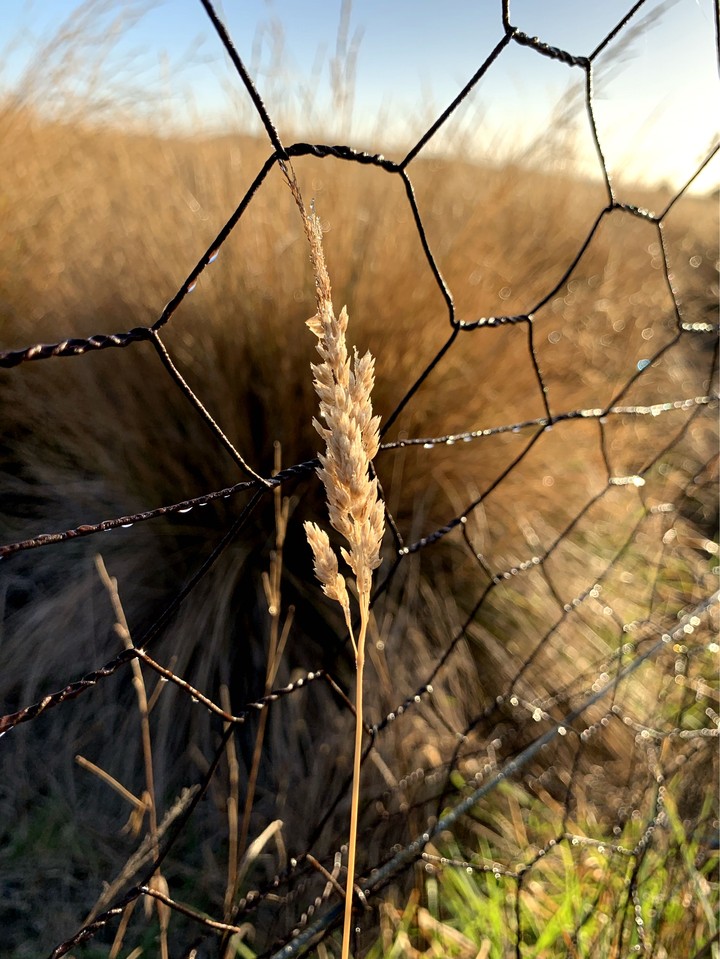Beyond the fence