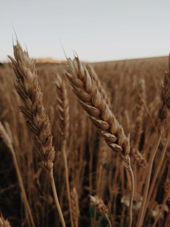 wheat