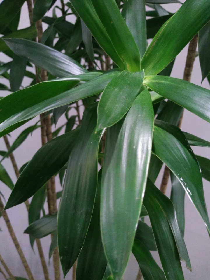 planta com folhas compridas