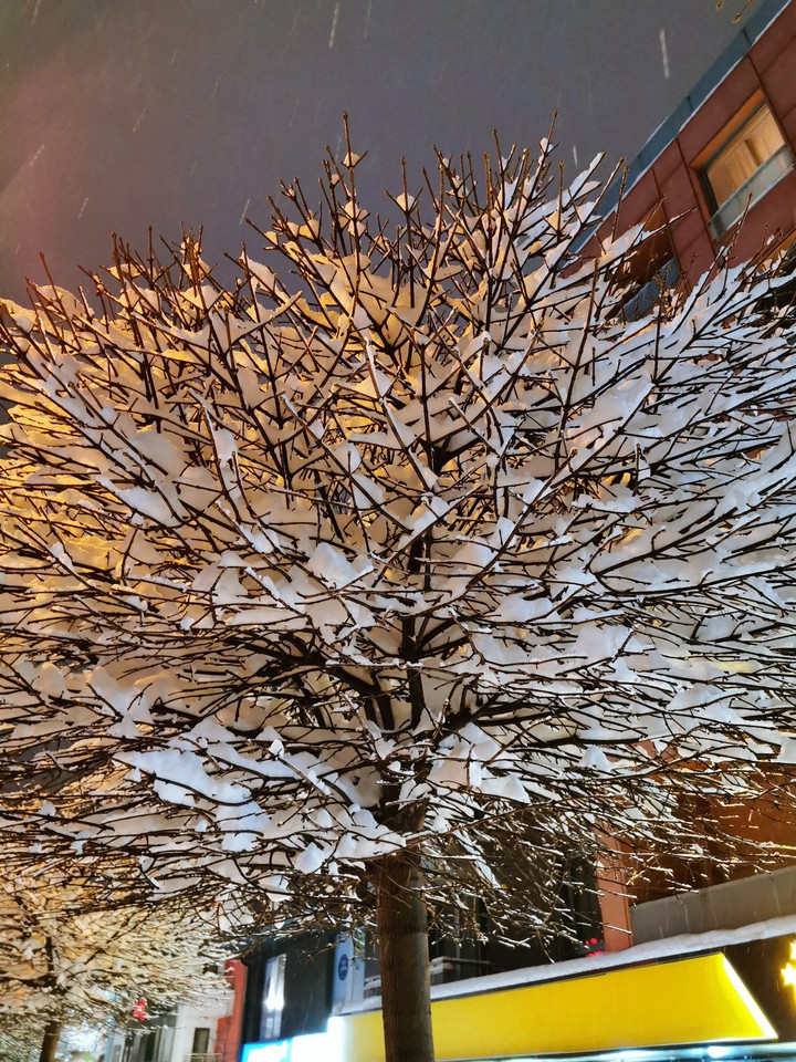 trees