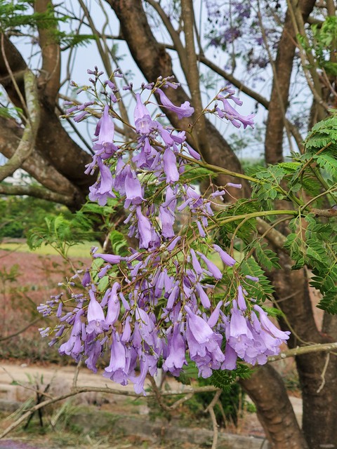 Jacaranda mimosifolia