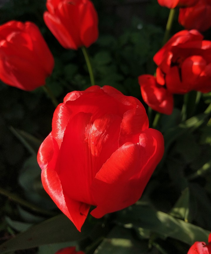 when tulips bloom