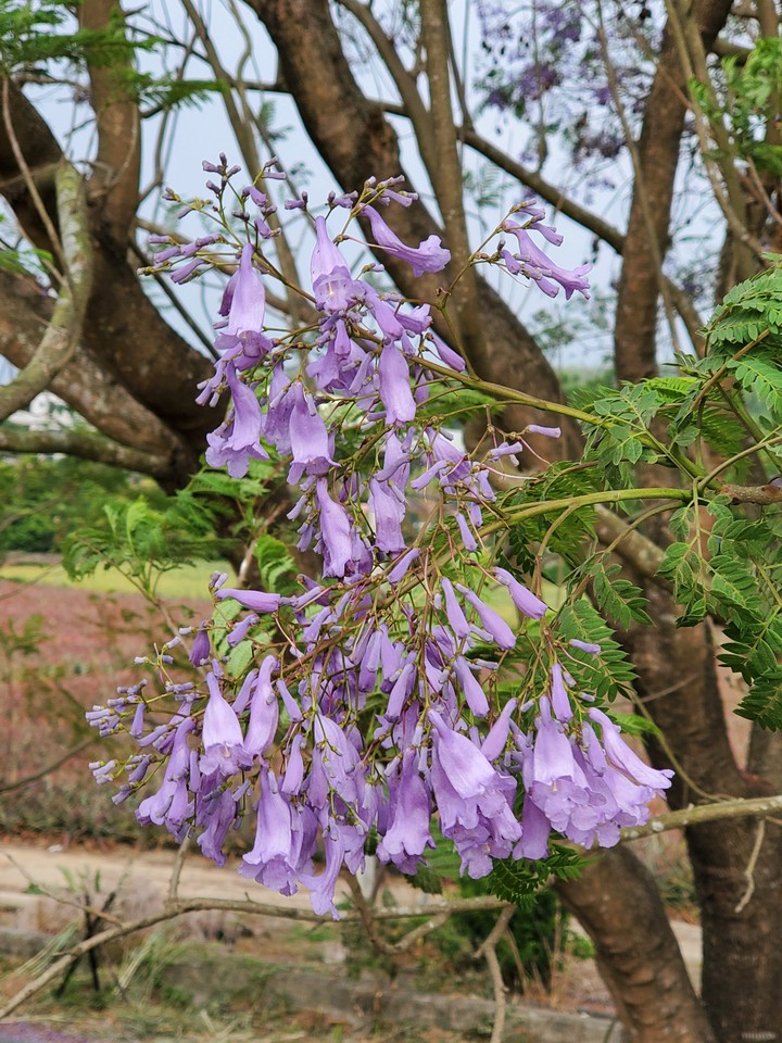 Jacaranda mimosifolia