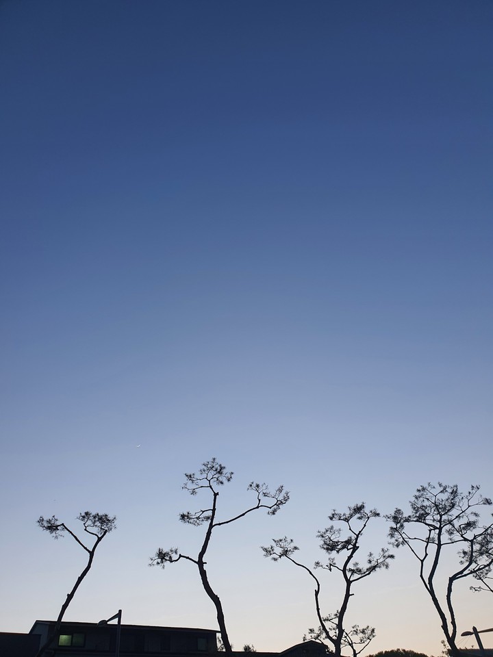 sky tree
