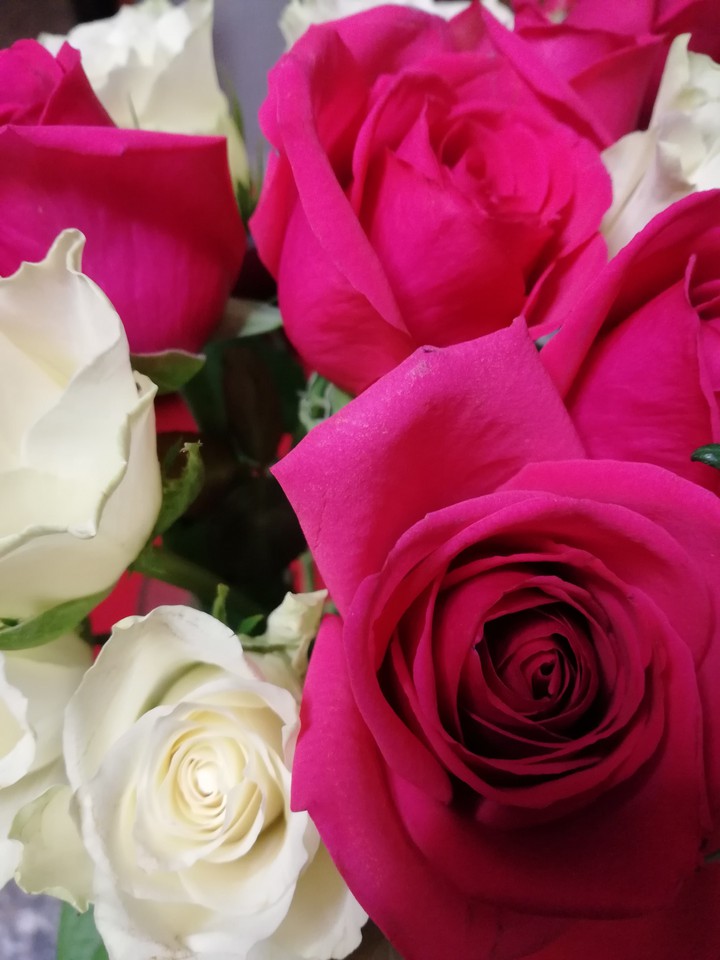 Roses