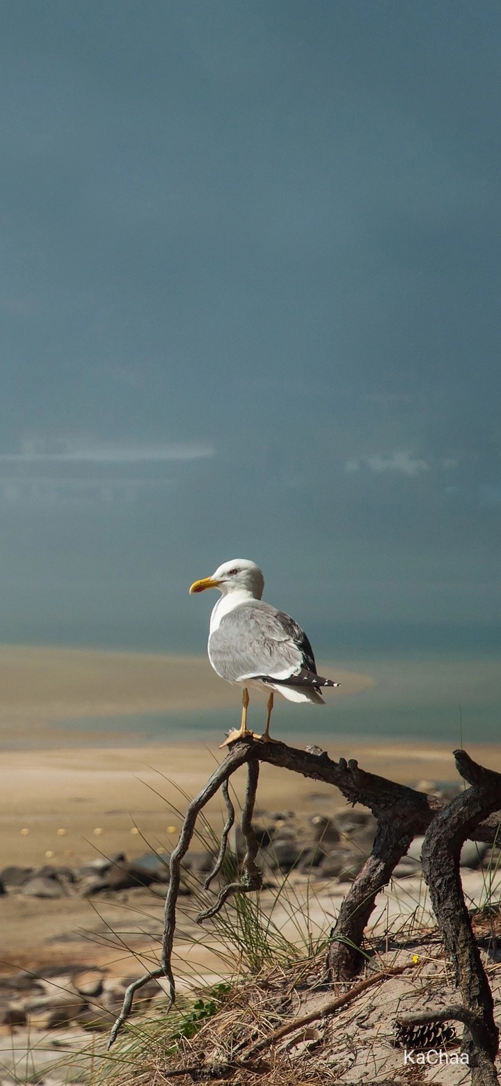 bird