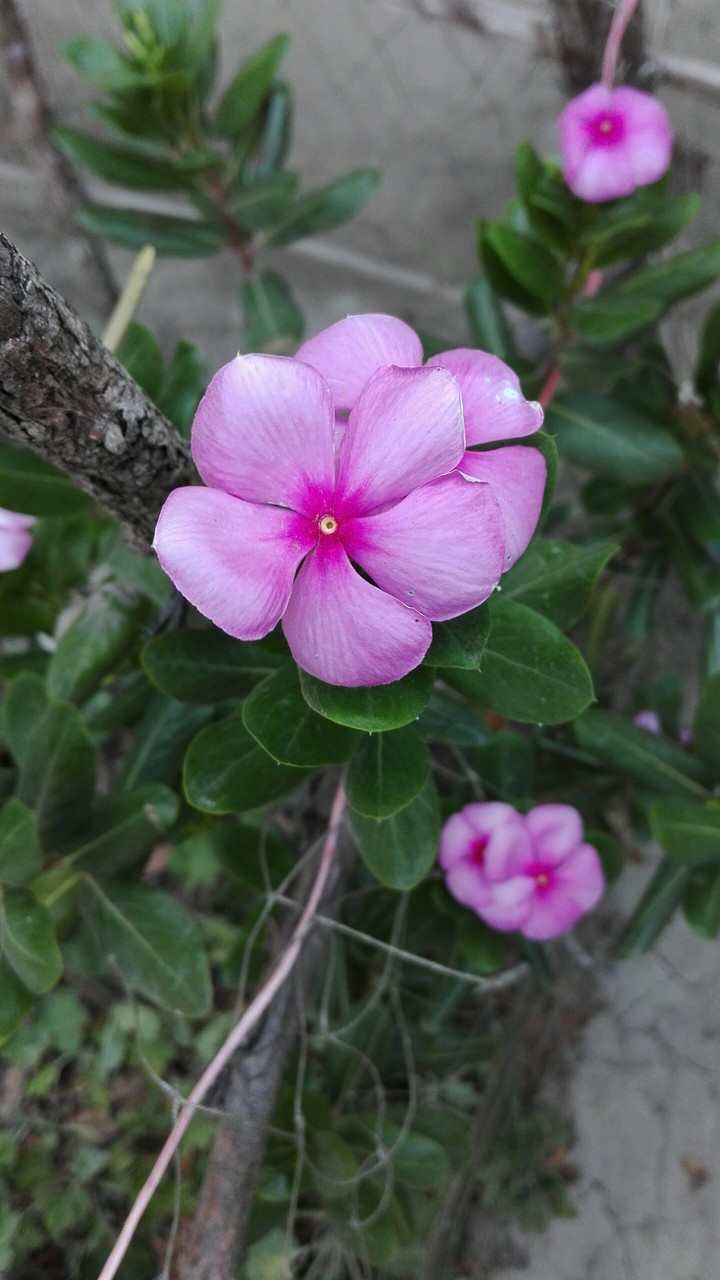 Pink Flower